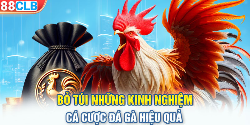 Bỏ túi những kinh nghiệm cá cược đá gà hiệu quả