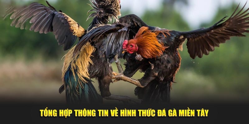 dai dien da ga mien tay